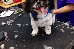 pet grooming Greensboro