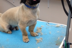 pet grooming Greensboro