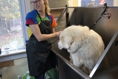 Greensboro-North-Carolina-dog-grooming