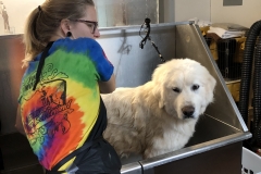 Greensboro-North-Carolina-pet-grooming