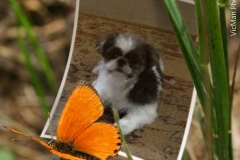 pet grooming Greensboro