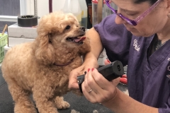 Greensboro-dog-grooming