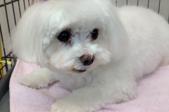 pet grooming Greensboro