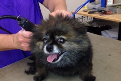 pet grooming Greensboro
