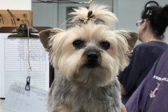 dog-grooming-Greensboro-NC