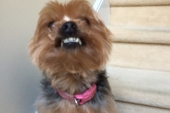 dog-grooming-Greensboro-North-Carolina