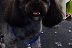 pet grooming Greensboro