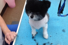 pet grooming Greensboro