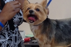 pet grooming Greensboro
