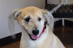pet grooming Greensboro