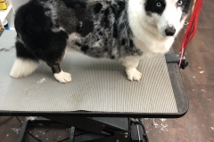 pet-grooming-Greensboro-NC