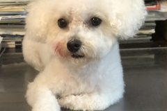 pet-grooming-Greensboro-North-Carolina