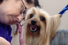 pet grooming Greensboro