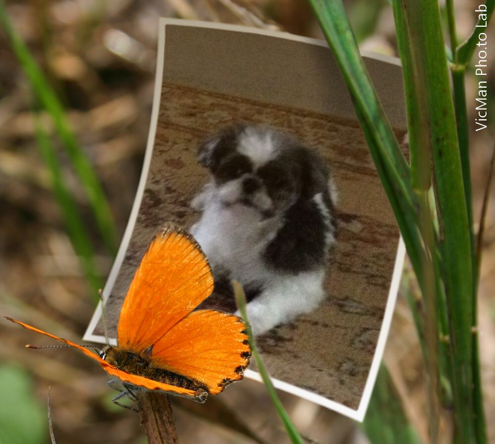 dog grooming Greensboro Dog Grooming Pet Grooming Groomers