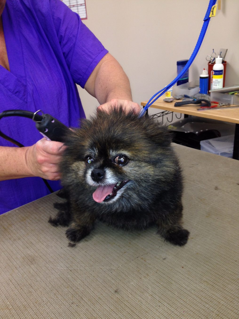 dog grooming Greensboro Dog Grooming Pet Grooming Groomers