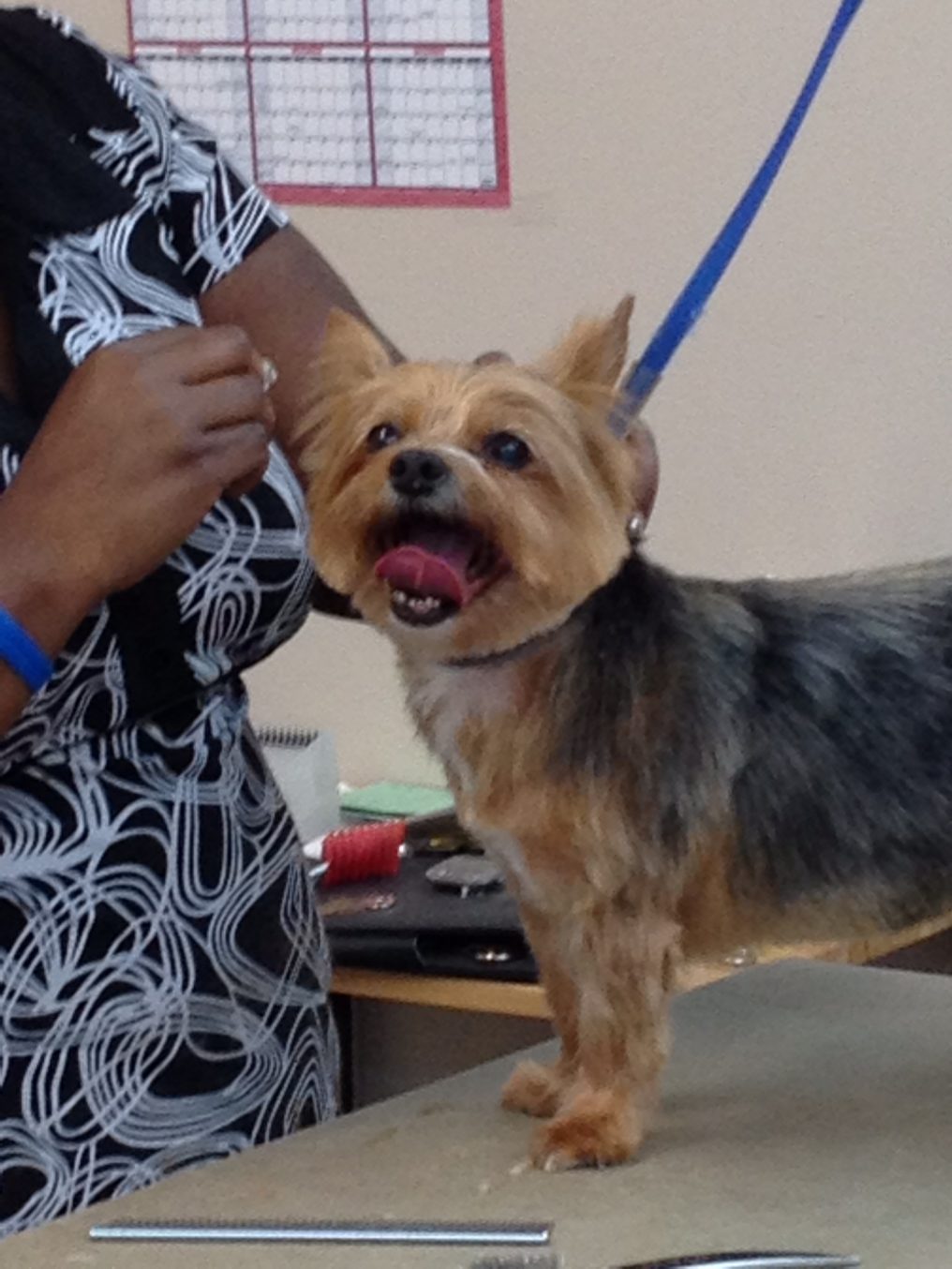 About Dog Grooming Pet Grooming Groomers Greensboro